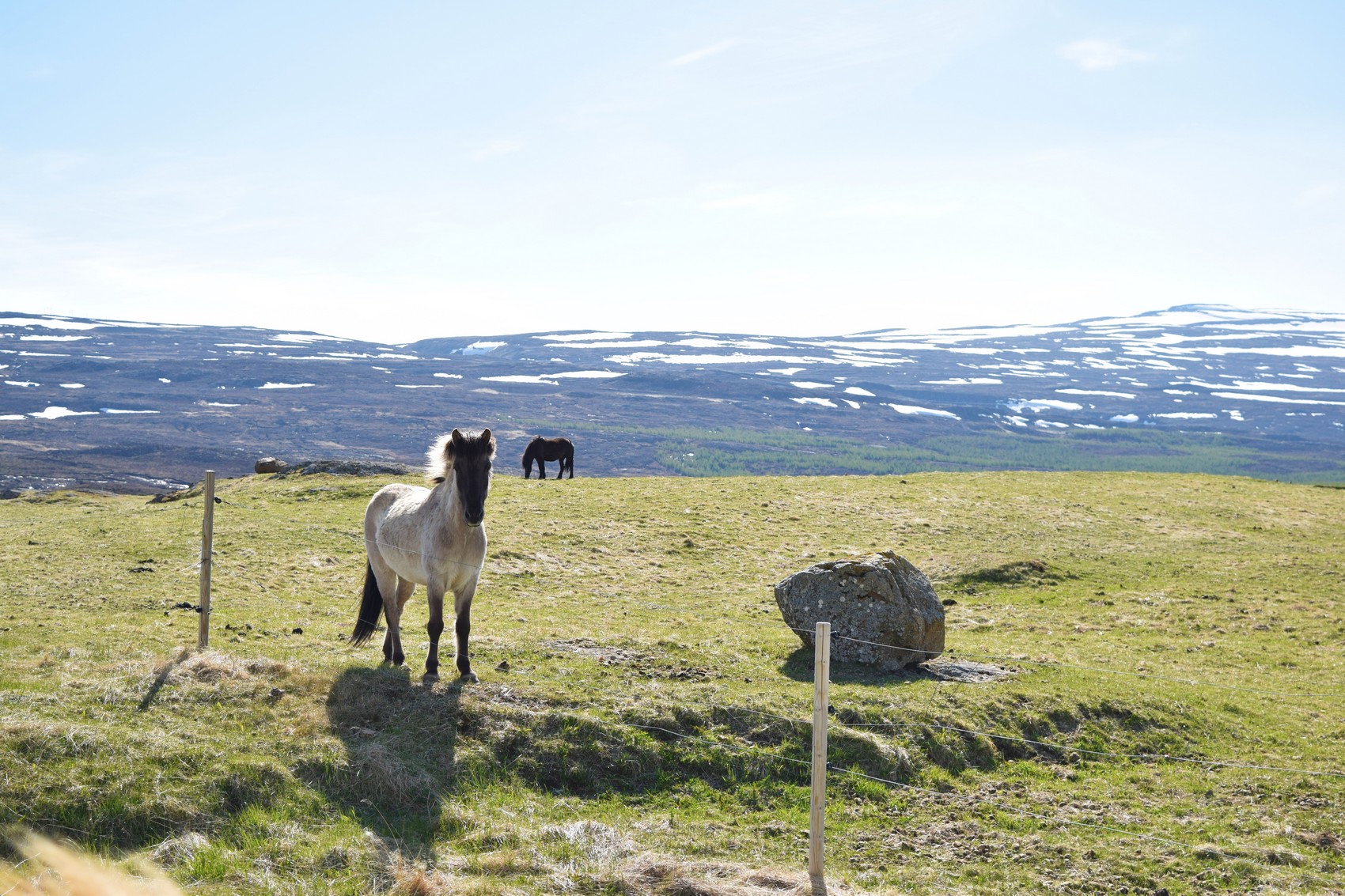 randonnée à cheval en islande