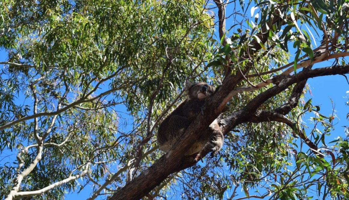 Road-trip en Australie #4 : Lacs du Gippsland et l’île aux koalas