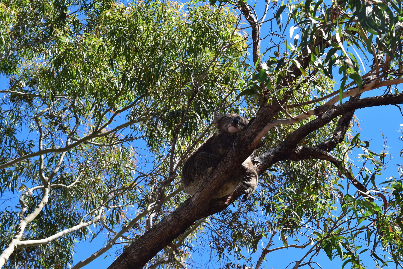 Road-trip en Australie #4 : Lacs du Gippsland et l’île aux koalas