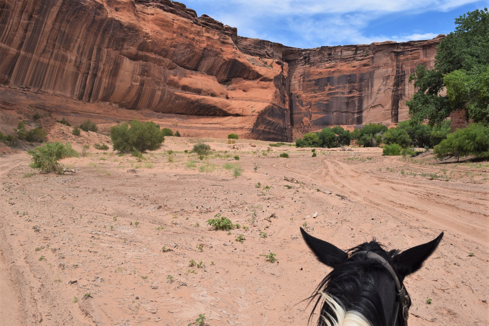 canyon de shelly cheval