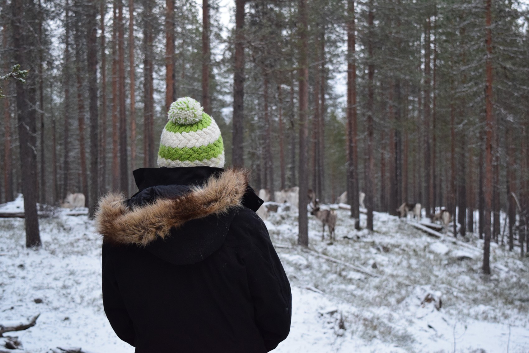 voyage en laponie finlandaise sans agence