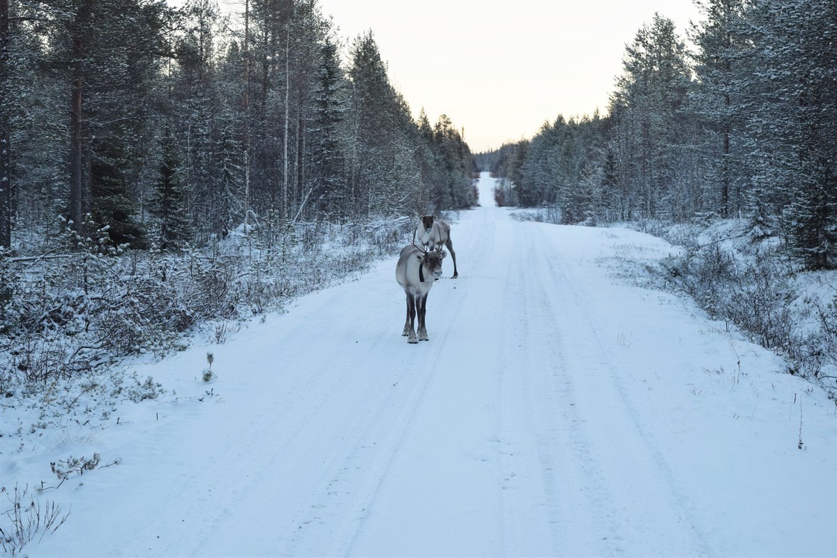 voyage en laponie finlandaise rennes