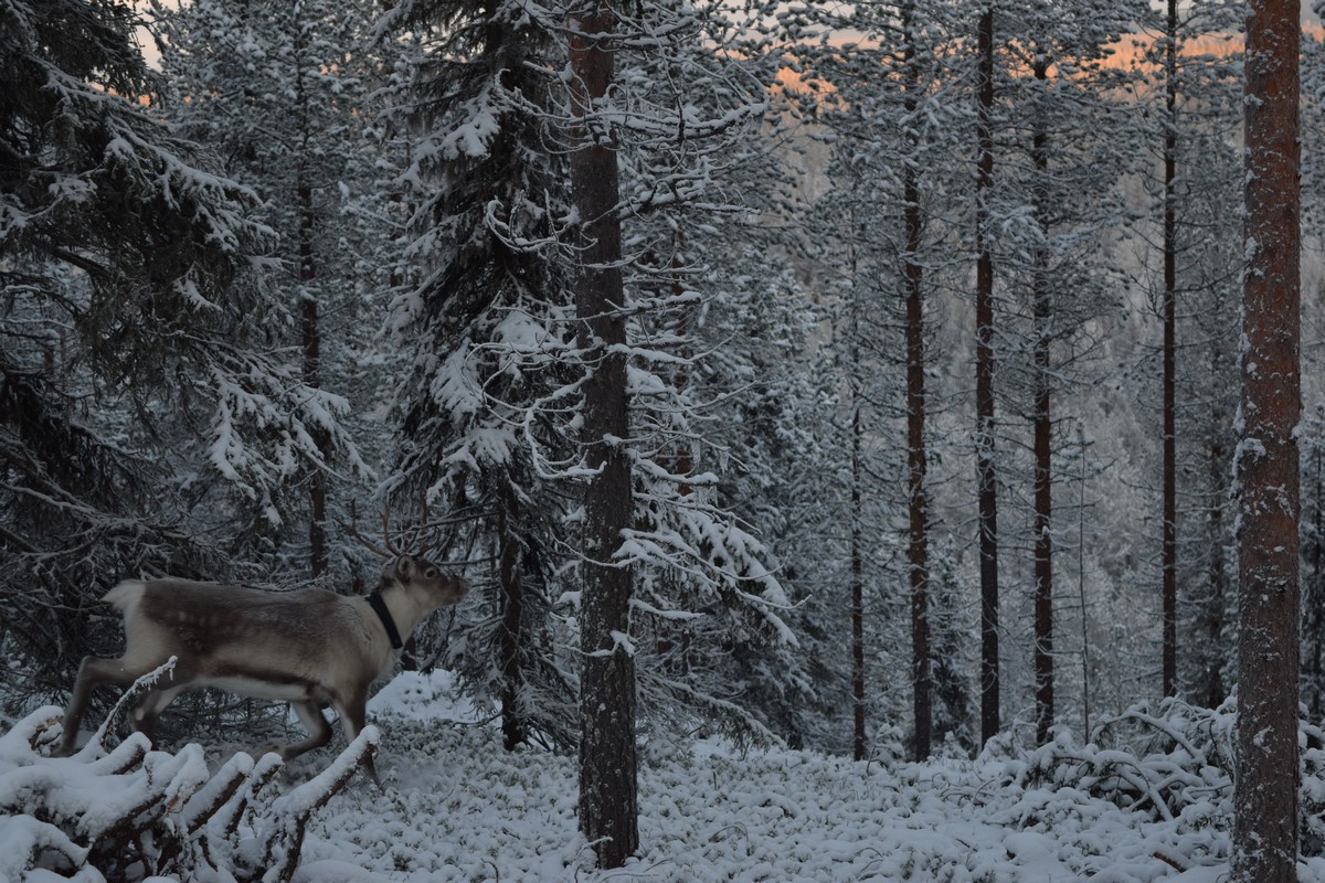 voyage en laponie finlandaise renne foret